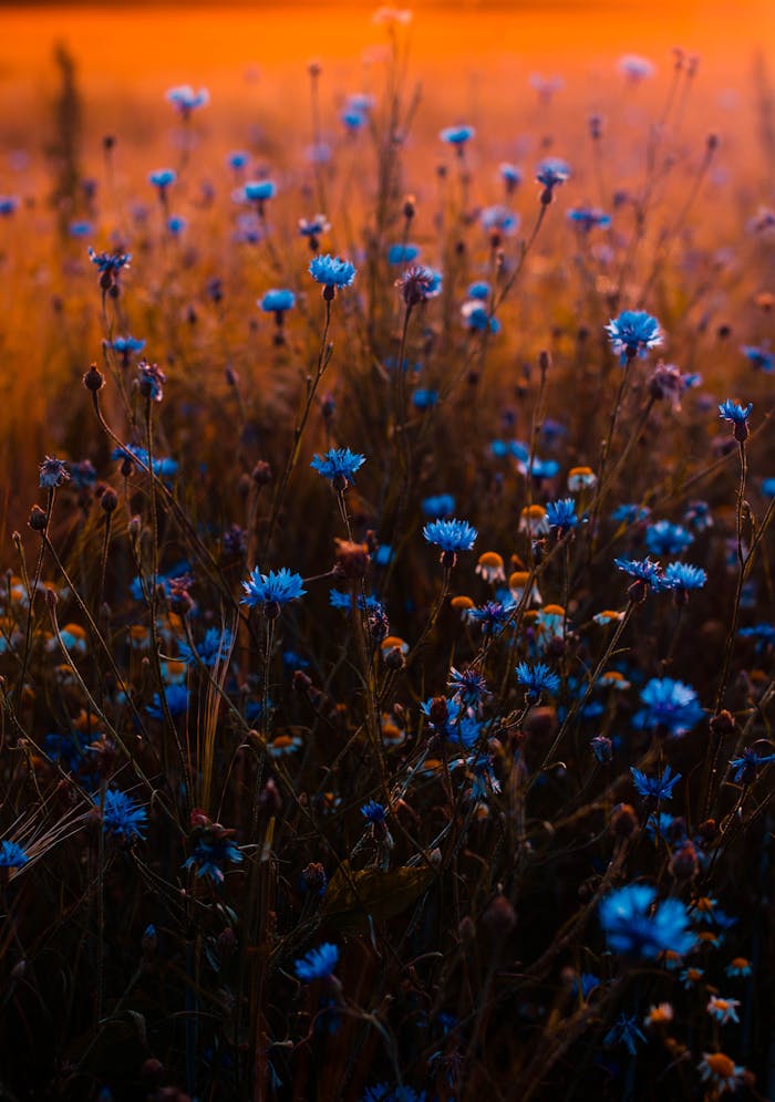 Vivid blue flowers stand out in a warm, sunset-lit field, evoking a serene natural scene.
